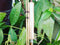 Bamboo Fly Rod ZHU-03